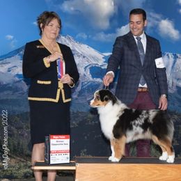 Daisy - Miniature American Shepherd