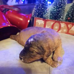 Emerald - Sable male Goldendoodle puppy in Freedom, New York from Samantha's Goldendoodles