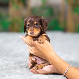 Snoopy - Chocolate and tan male Dachshund puppy in Fort Myers, Florida from Blossom Paws