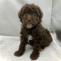 Leo (Hot Pink) - Chocolate male Yorkipoo puppy in Martin, Tennessee from Danza Bolo