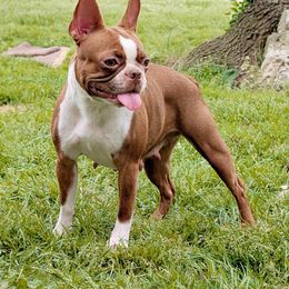 Claudia - Boston Terrier