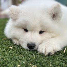 Labrador Retriever and Samoyed Puppies from Carefree Samoyeds & Deserthills Labradors