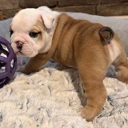Mr. Sir - Fawn and white male Bulldog puppy in Villa Rica, Georgia from Red Clay Bullies