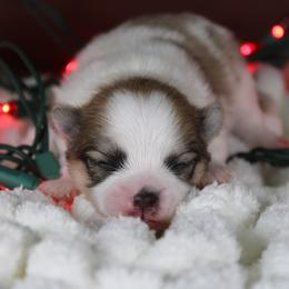 AKC Kobe - Cream sable parti male Pomeranian puppy in Albany, Indiana from Hatz Off Puppies