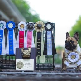 French Bulldogs from Royal Connection French Bulldogs