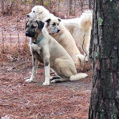 Anatolian Shepherd Dogs from Dragon Treats Farm