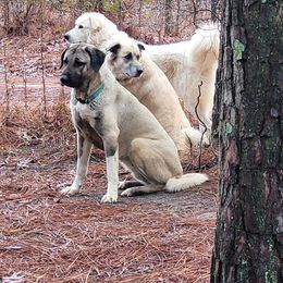 Anatolian Shepherd Dogs from Dragon Treats Farm