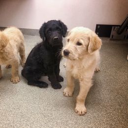 Goldendoodle, Labradoodle, Poodle, and Saint Berdoodle Puppies from Dent’s Doodles