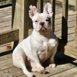 Ollia - French Bulldog