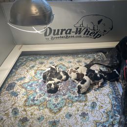 German Shorthaired Pointer puppies from Dills German Shorthairs