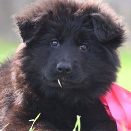 Lilly - Black female German Shepherd puppy in Azle, Texas from Nuckol's Canines German Shepherds