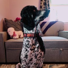 Buddy - Poodle