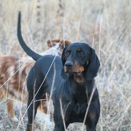 Gracie - Black and Tan Coonhound