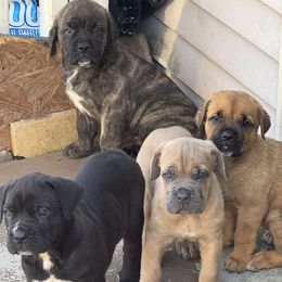 Cane Corso puppies from A Really Good Kennel