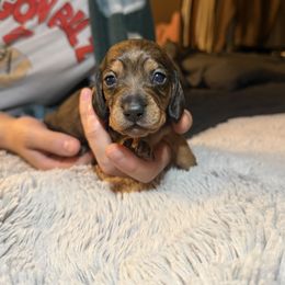 Chillona - Wild boar and cream female Dachshund puppy in Modesto, California from Once Upon a Mini Dachshund