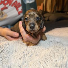 Chillona - Wild boar and cream female Dachshund puppy in Modesto, California from Once Upon a Mini Dachshund