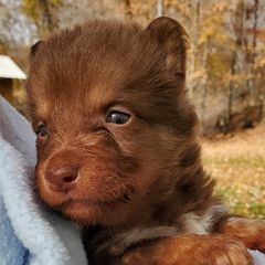 Boy 2 - Lapponian Herder puppy in Cambridge, Minnesota from Kuulas Kennels