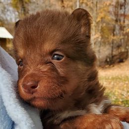 Boy 2 - Lapponian Herder puppy in Cambridge, Minnesota from Kuulas Kennels