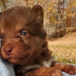 Boy 2 - Lapponian Herder puppy in Cambridge, Minnesota from Kuulas Kennels