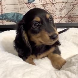 Max's Black and Tan Boy - Black and tan male Dachshund puppy in Kalama, Washington from Dazzling Doxies