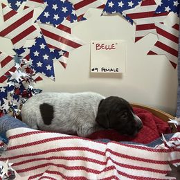 Belle - Liver roan female German Shorthaired Pointer puppy in Mineral, Virginia from Blue Kai Kennels