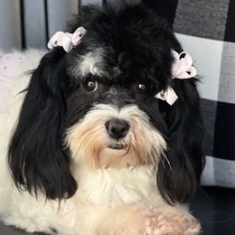Krista - Havanese