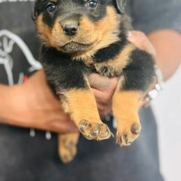 Female 5 - Black and mahogany female Rottweiler puppy in Humble, Texas from Inexorable Haus Early Rotts