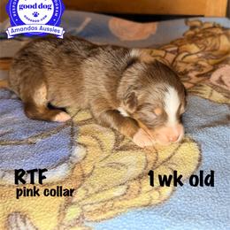 RTF pink collar - Red tri-color female Australian Shepherd puppy in Greenville, Texas from Amandas Aussies