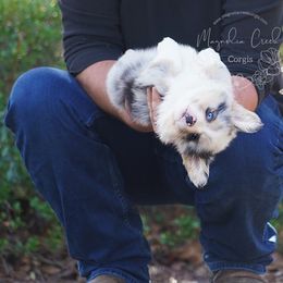 American Corgi and Pembroke Welsh Corgi Puppies from Magnolia Creek Corgis