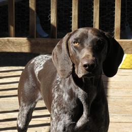 Rainy - German Shorthaired Pointer