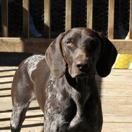 Rainy - German Shorthaired Pointer