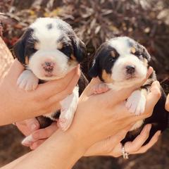Greater Swiss Mountain Dogs from Jessie Eschweiler