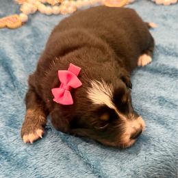 Dark pink - Black tri female Miniature Australian Shepherd puppy in 32046, Florida from River Hill Ranch