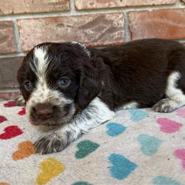 Royale - Liver white and roan male English Springer Spaniel puppy in Pensacola, Florida from LeichtHouse Kennel