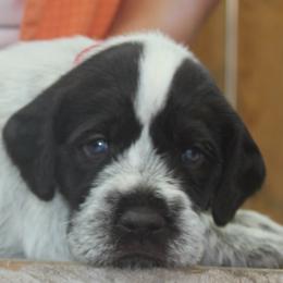 German Wirehaired Pointer Puppies from Idawire GWPs
