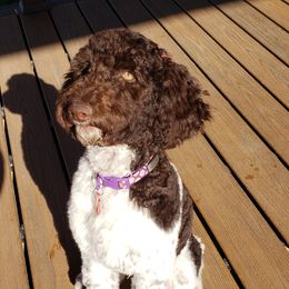 Luna - Poodle
