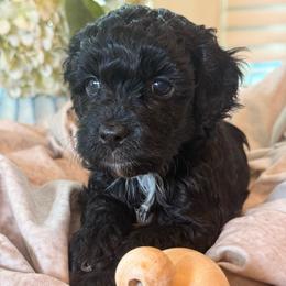 Dune - Black and white male Cockapoo puppy in Saint Louis, Missouri from Jax Doodles