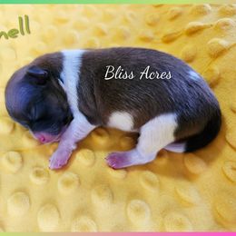 Cornell - Tri-colored male Pomeranian puppy in Ponca City, Oklahoma from Bliss Acres Farm