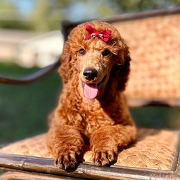 Pork N Beans - Poodle puppy from Canine Castle of Cleveland