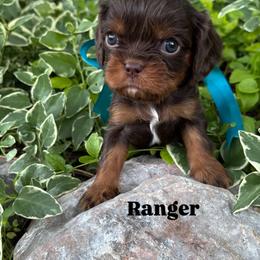 Bernedoodle, Cavalier King Charles Spaniel, Cavapoo, Goldendoodle, and Poodle Puppies from Gypsi Doodles & Poodles LLC.