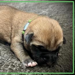 Light Green - Fawn female Anatolian Shepherd Dog puppy in Clark, Wyoming from Fyne Acres
