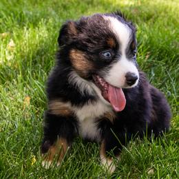 Miniature American Shepherd and Miniature Australian Shepherd Puppies from Bellewynd Acres