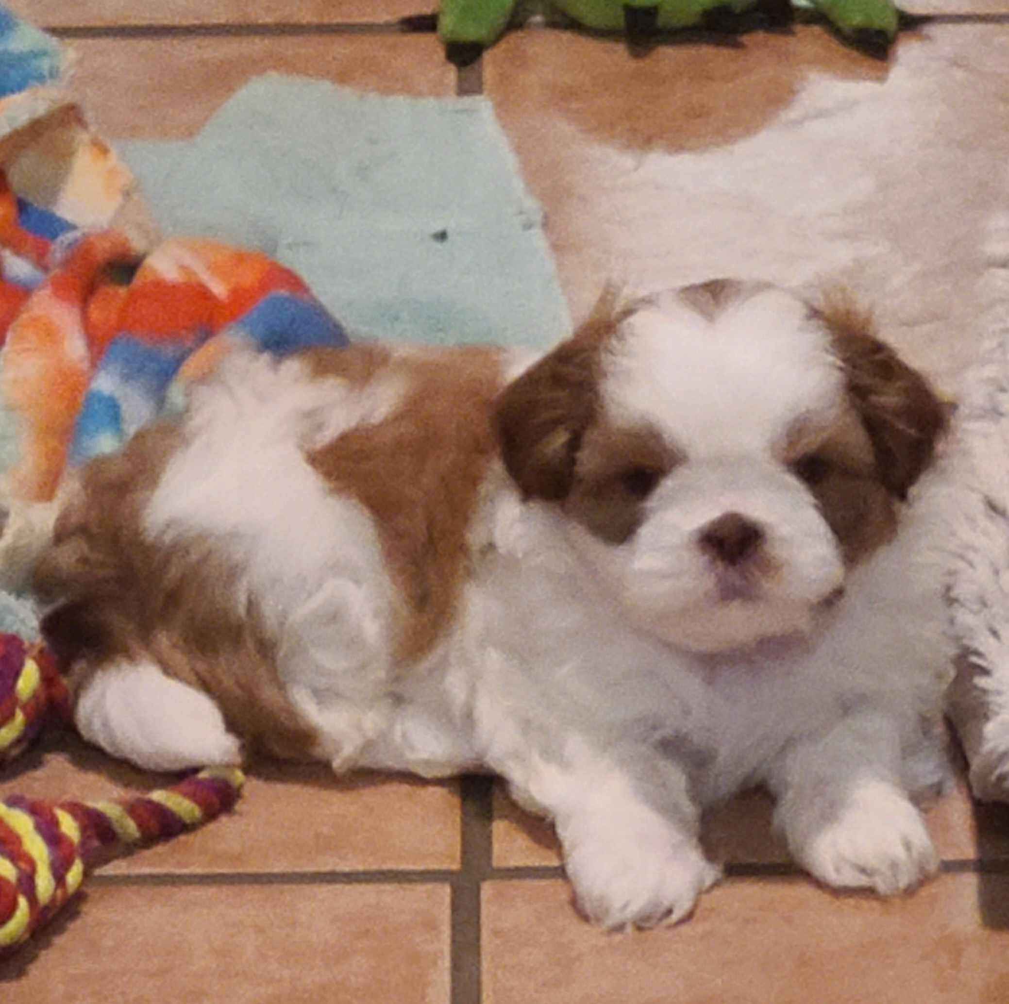 Shih Tzu Puppies from SuLynnes Shih Tzus