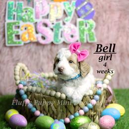 Bell (light blue collar) girl - Parti female Goldendoodle puppy in Corona, California from Fluffy Puppy Mini Doodles LLC