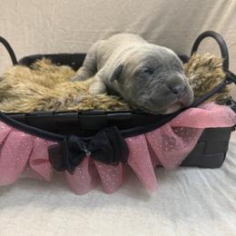Sabrina - Gray and fawn female Cane Corso puppy in Russellville, Missouri from Soaring Royalty Canines LLC