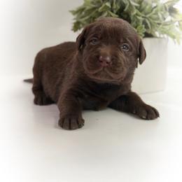 Elrond - Chocolate male Labrador Retriever puppy in Isle, Minnesota from Dog Ear Outfitters