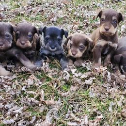 Miniature Schnauzers from Kelly Reynolds's Miniature Schnauzers