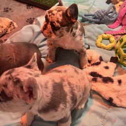 Bullmastiff and French Bulldog Puppies from Fernandes’ Guardians Bullmastiff