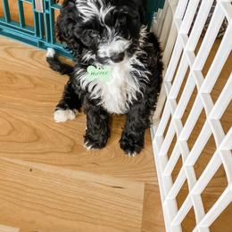 Bernedoodle and Whoodle Puppies from Fleury Farm Doodles NC