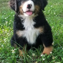 Bernese Mountain Dog Puppies from Barefoot Springs Bernese Mountain Dogs
